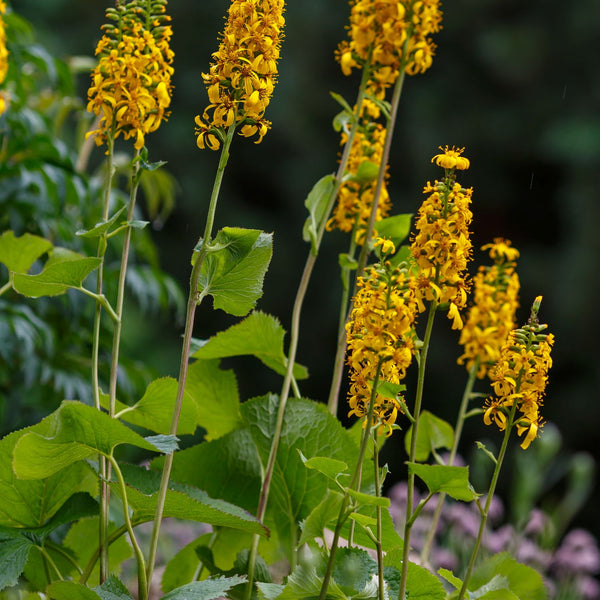 Ligularia	przewalskii - Kerzen-Goldkolben
