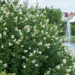 Ligustrum vulgare 'Atrovirens' - Schwarzgrüner Liguster