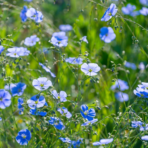Linum perenne 'Nanum Saphir' - Stauden-Lein