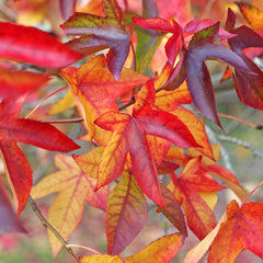 Liquidambar styraciflua - Amerikanischer Amberbaum