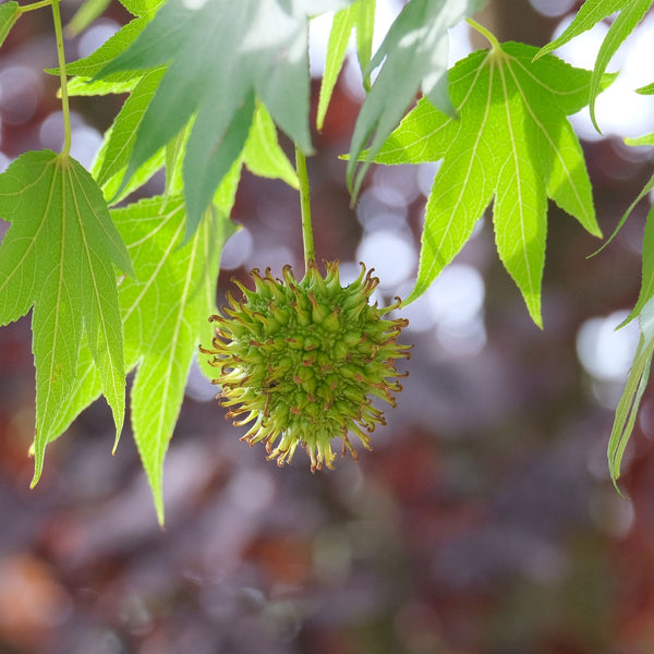 Liquidambar styraciflua - Amerikanischer Amberbaum