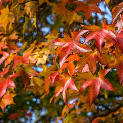 Liquidambar styraciflua 'Gumball' - Kugel-Amberbaum
