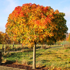 Liquidambar styraciflua 'Gumball' - Kugel-Amberbaum