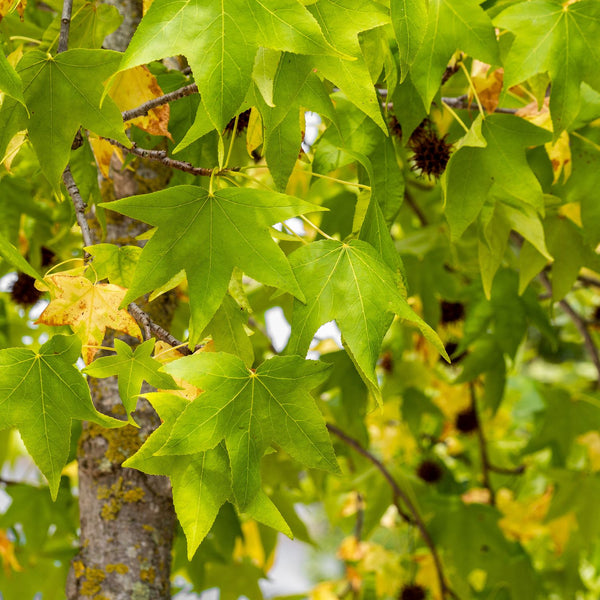 Liquidambar styraciflua 'Gumball' - Kugel-Amberbaum