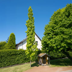 Liquidambar styraciflua 'Slender Silhouette' - Säulen-Amberbaum