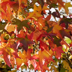 Liquidambar styraciflua 'Slender Silhouette' - Säulen-Amberbaum