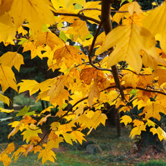 Liriodendron tulipifera - Tulpenbaum