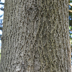 Liriodendron tulipifera - Tulpenbaum