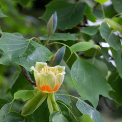 Liriodendron tulipifera - Tulpenbaum