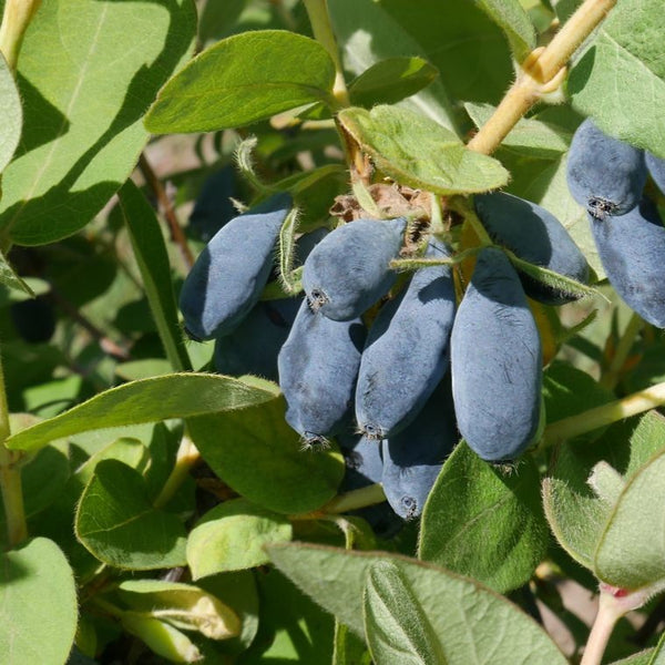 Lonicera caerulea var. kamtschatica - Kamtschatka-Heckenkirsche