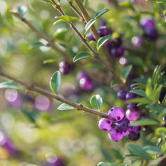 Lonicera nitida 'Maigrün' - Immergrüne Heckenkirsche 'Maigrün'