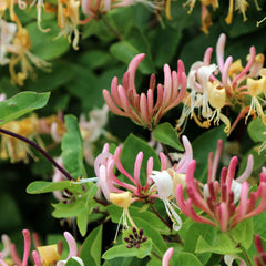 Lonicera periclypenum - Geißblatt
