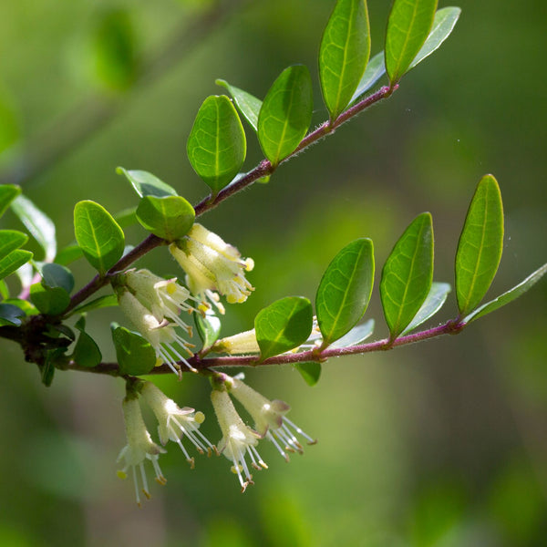 Lonicera pileata - Immergrüne Kriech-Heckenkirsche
