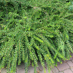 Lonicera pileata - Immergrüne Kriech-Heckenkirsche