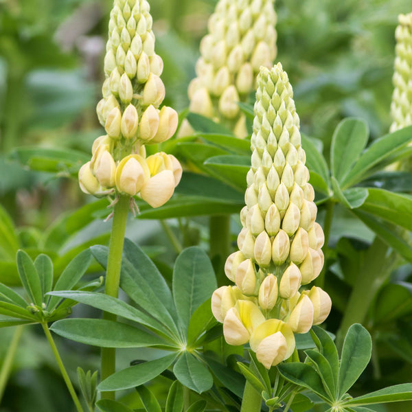 Lupinus polyphyllus 'Kronleuchter' - Lupine
