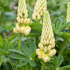 Lupinus polyphyllus 'Kronleuchter' - Lupine