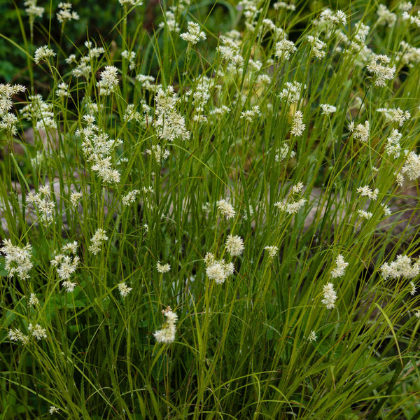 Luzula nivea - Schnee-Marbel, Weiße Heinsimse