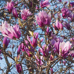 Magnolia liliiflora  'Betty' - Purpurmagnolie 'Betty'