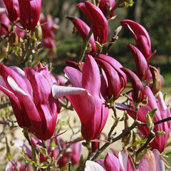Magnolia liliiflora  'Nigra' - Purpurmagnolie 'Nigra'