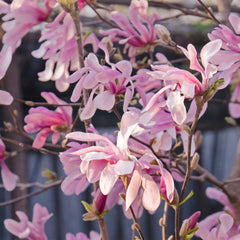 Magnolia loebneri 'Leonard Messel' - Loebner's Magnolie / Rosa Sternmagnolie 'Leonard Messel'