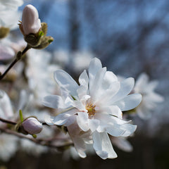 Magnolia loebneri 'Merrill' - Große Stern-Magnolie 'Merrill'