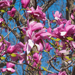 Magnolia sprengeri  'Galaxy' - Großblumige Magnolie 'Galaxy'
