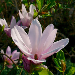Magnolia stellata 'George Henry Kern' - Stern-Magnolie 'George Henry Kern'