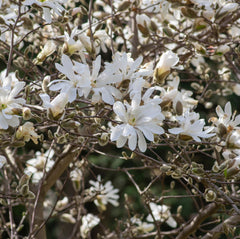 Magnolia stellata - Stern-Magnolie