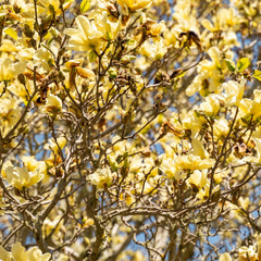 Magnolia x brooklynensis 'Yellow Bird' - Magnolie 'Yellow Bird'