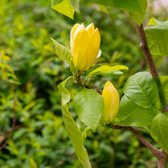 Magnolia x brooklynensis 'Yellow Bird' - Magnolie 'Yellow Bird'