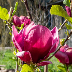Magnolia x soulangeana 'Genie' - Tulpen-Magnolie 'Genie'