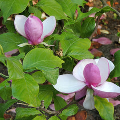 Magnolia x soulangeana 'Lennei' - Tulpen-Magnolie 'Lennei'