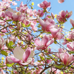 Magnolia x soulangeana - Tulpen-Magnolie