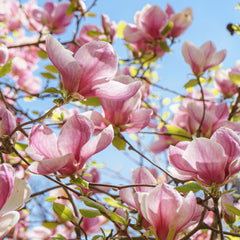 Magnolia x soulangeana - Tulpen-Magnolie