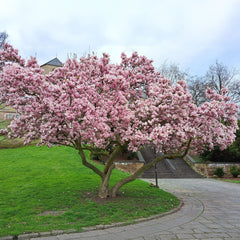 Magnolia x soulangeana - Tulpen-Magnolie