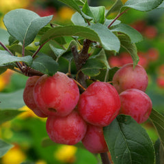 Malus 'Red Sentinel' - Roter Zierapfel 'Red Sentinel'