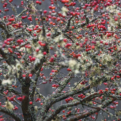 Malus 'Red Sentinel' - Roter Zierapfel 'Red Sentinel'