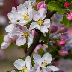 Malus 'Red Sentinel' - Roter Zierapfel 'Red Sentinel'