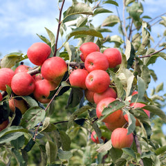 Malus domestica 'Elstar' - Apfel 'Elstar'