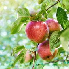 Malus domestica 'Gala' - Apfel 'Gala'
