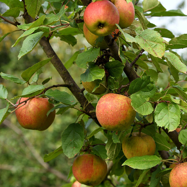 Malus domestica 'Goldparmäne' - Apfel 'Goldparmäne'
