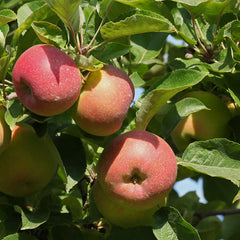 Malus domestica 'Jonagold ' - Apfel 'Jonagold'