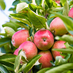 Malus domestica 'Pilot' - Apfel 'Pilot'