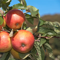 Malus domestica 'Pinova' - Apfel 'Pinova'