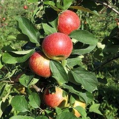 Malus domestica 'Topaz' - Apfel 'Topaz'