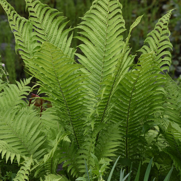 Matteuccia struthiopteris - Straußenfarn