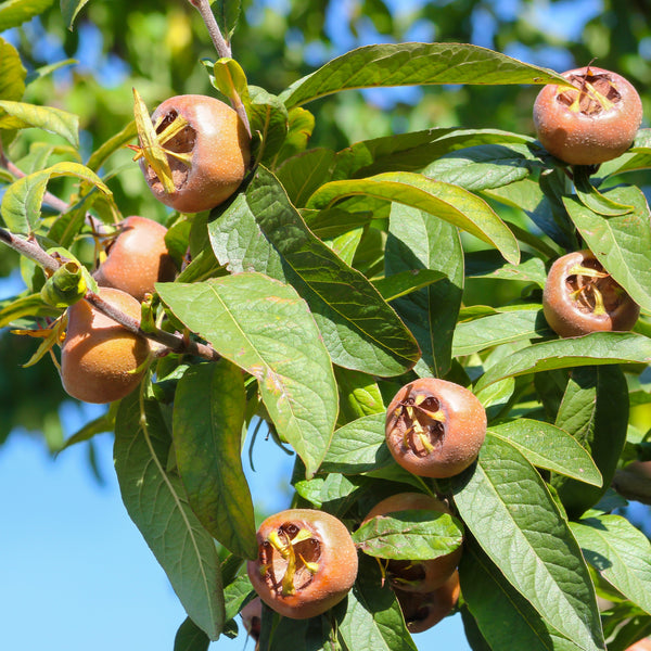 Mespilus germanica 'Nottingham' - Mispel 'Nottingham'