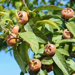 Mespilus germanica 'Nottingham' - Mispel 'Nottingham'