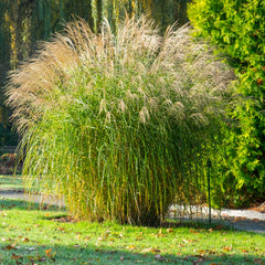 Miscanthus sinensis 'Federweißer' - Garten-Chinaschilf 'Federweißer'