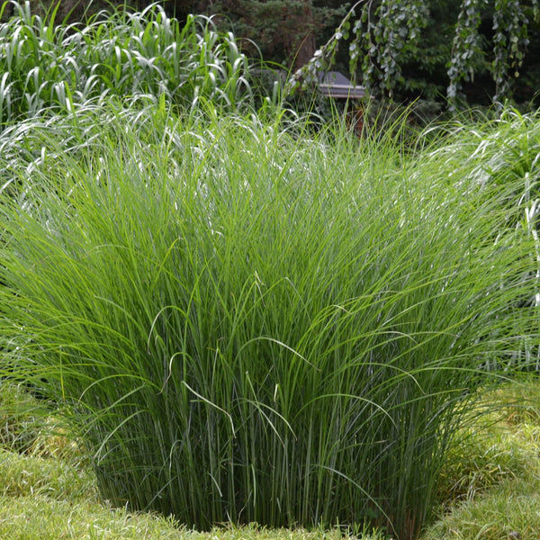 Miscanthus sinensis 'Gracillimus' - Feinhalm-Chinaschilf 'Gracillimus'